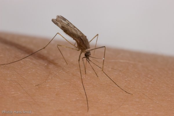 http://www.in2care.org/wp-content/gallery/anopheles-atroparvus/phoca_thumb_l_mosquitoes-11.jpg
