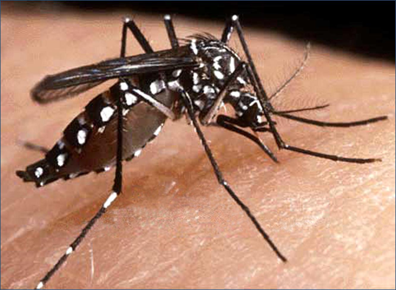 Moustique génétiquement modifié... dengue ! - Agriculture, alimentation,  santé publique... soyons rationnels